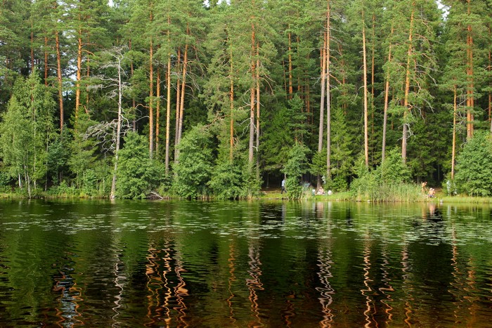 Lake and forest in Russia