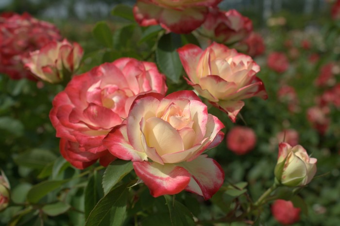 Close-up of bicolor roses with red and yellow petals