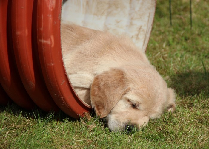 Golden Retriever puppy sleeping in a red tunnel