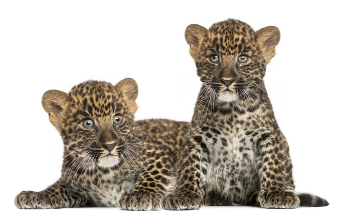 Two Leopard Cubs