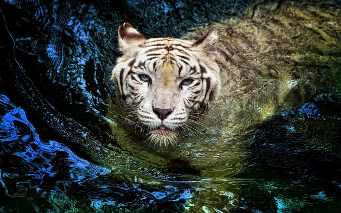 White Tiger Swimming in Dark Water