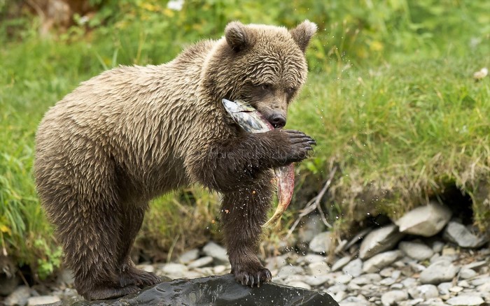 Brown bear eating a salmon