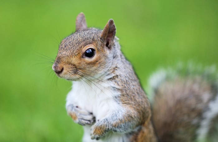 Close-up of a squirrel on a green background