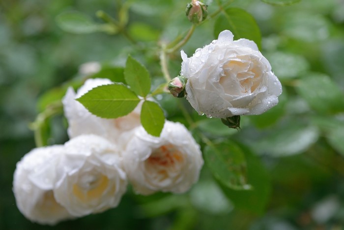 White roses with water drops on petals and leaves