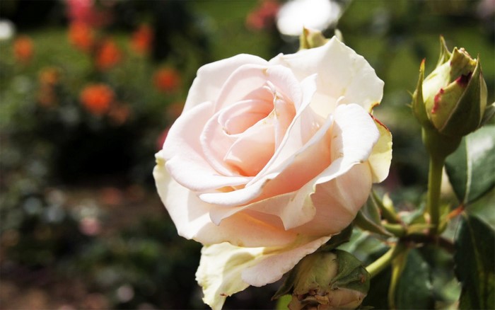Pale pink rose with buds