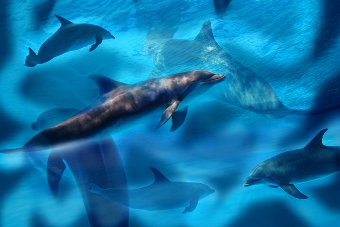 Multiple dolphins swimming in blue water
