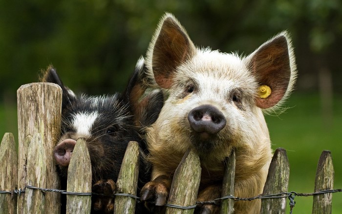 Two pigs behind a wooden fence
