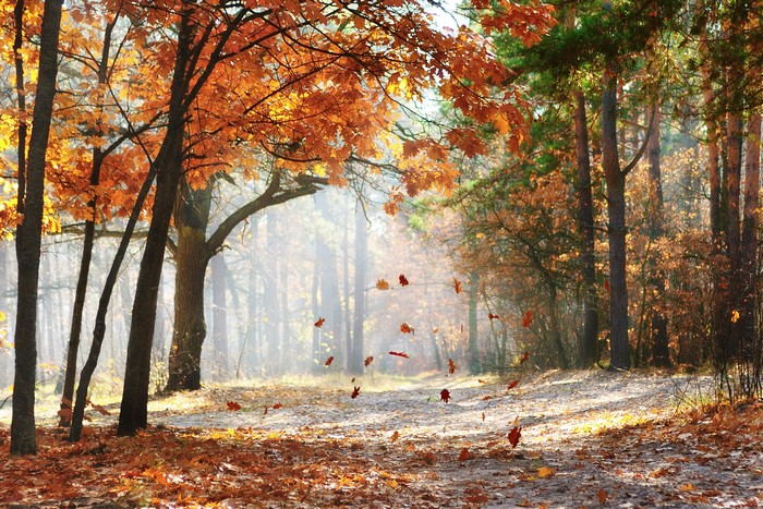Autumn forest with falling leaves