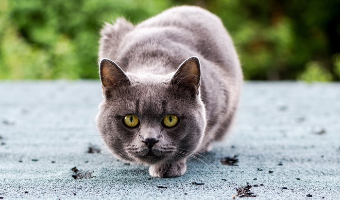 A gray cat with yellow eyes crouches on a surface