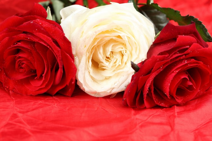Three roses, two red and one white, with water droplets
