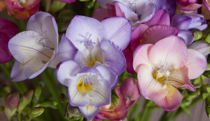 Close-up of colorful Freesia flowers