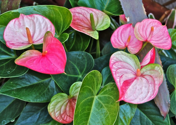 Anthurium flowers and green foliage