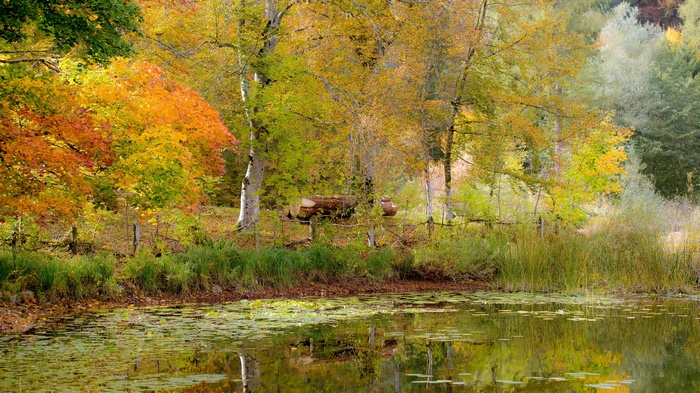 Autumn forest with a pond and fallen logs