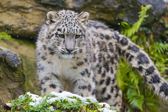 Snow leopard cub in the snow