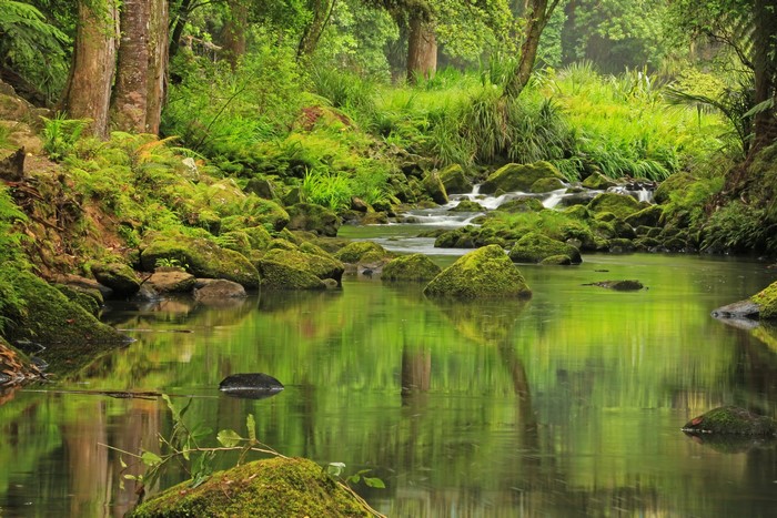 Mossy rocks in a stream in Hatea, New Zealand