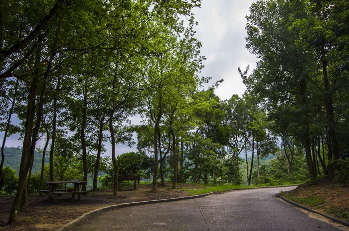 Park with trees and a road in Hong Kong