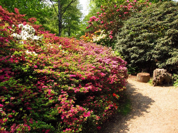 Azaleas in bloom in an English garden