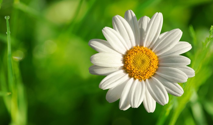 4K Closeup of a White Daisy with Yellow Center