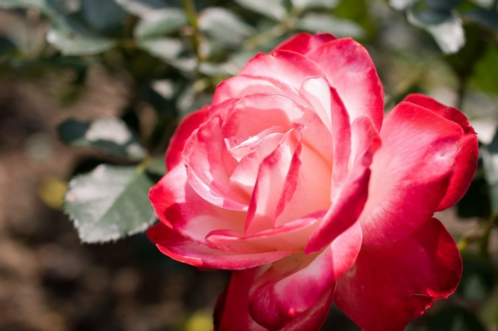 Close-up of a red and white rose