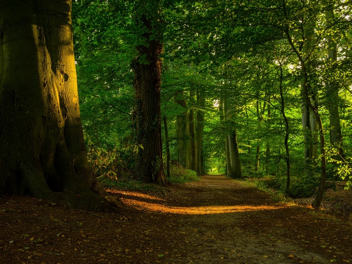 Forest Trail with Sunlight
