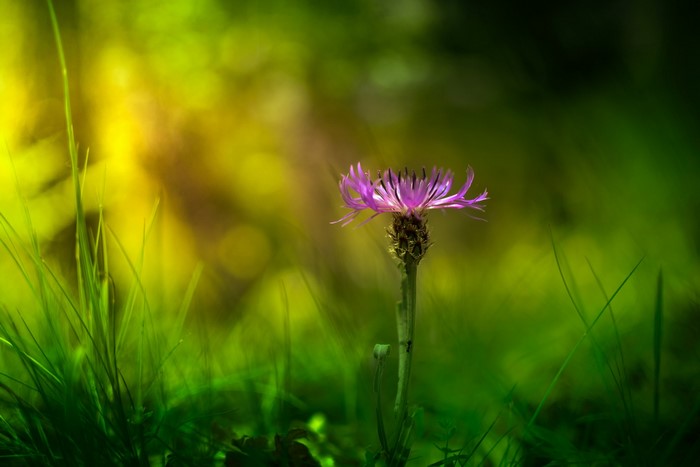 Purple cornflower in green grass with sunlight