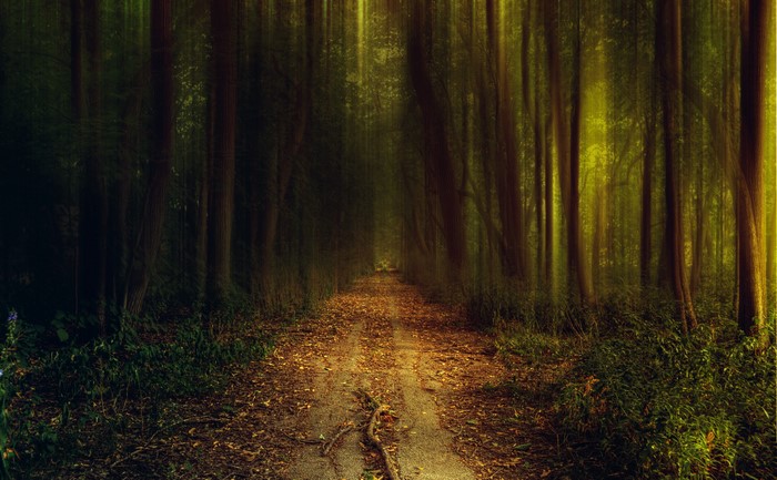 A path through a forest with fallen leaves