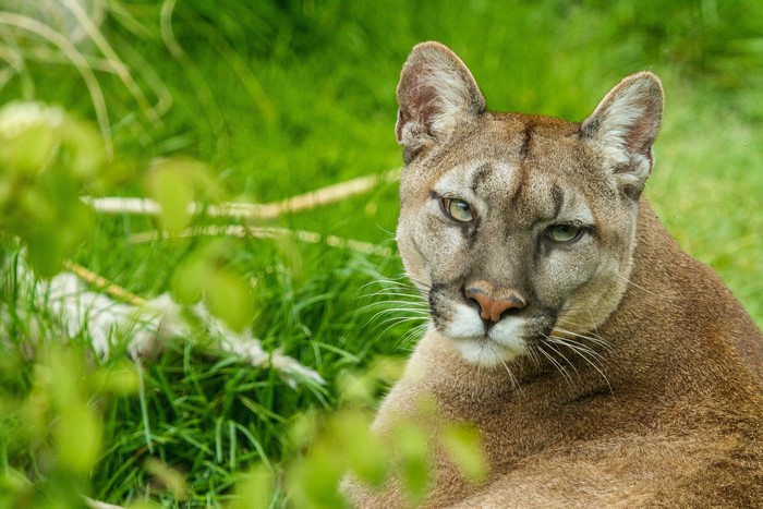Puma resting in green grass