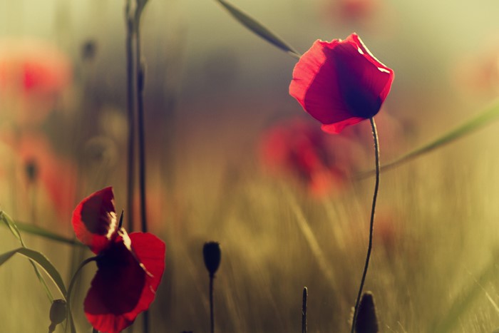 4K Poppies Closeup