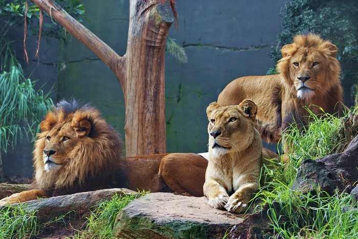 Three lions resting on rocks