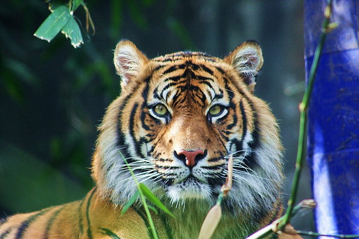 Tiger looking forward