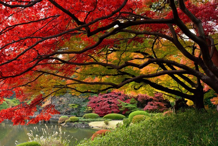 Japanese garden with vibrant autumn foliage and a pond