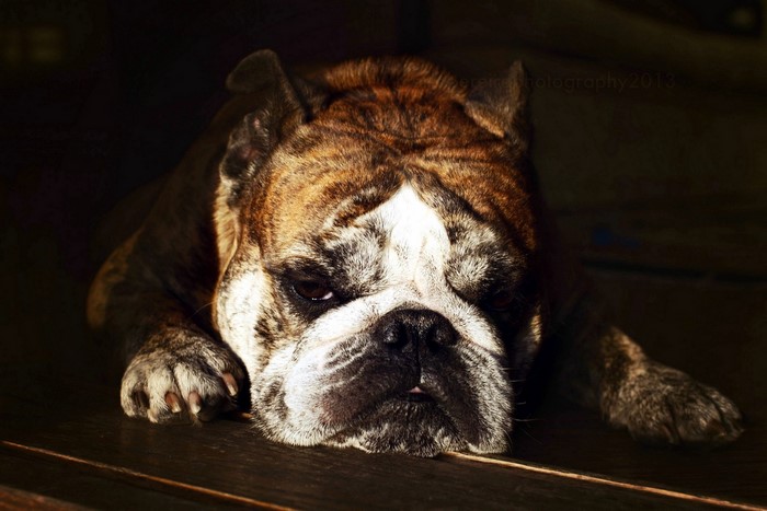 English Bulldog resting on a wooden surface
