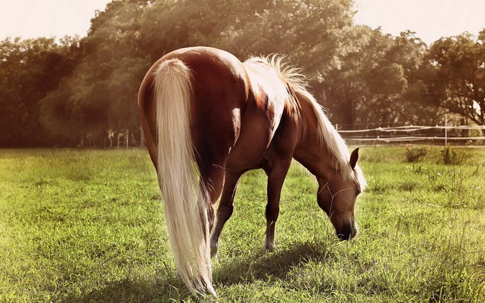 Brown horse with blonde tail grazing in a field