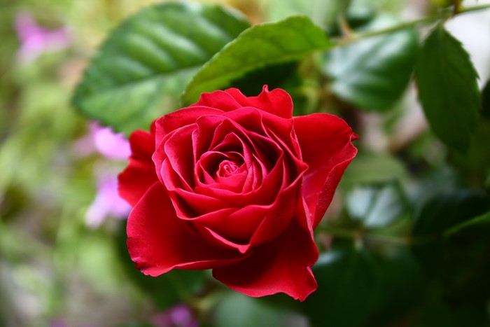 4K Red Rose Closeup