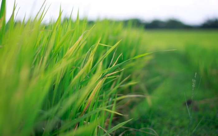 Green grass field with a path