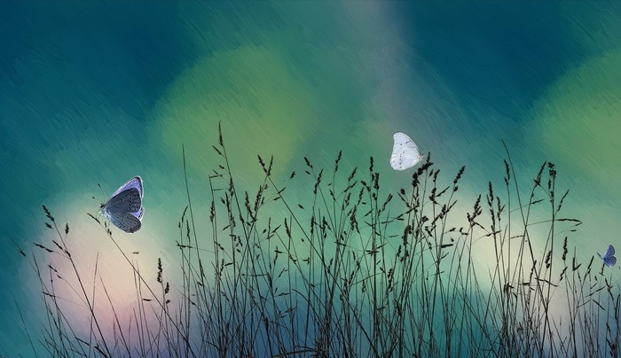 Butterflies flying over tall grass with blurred background