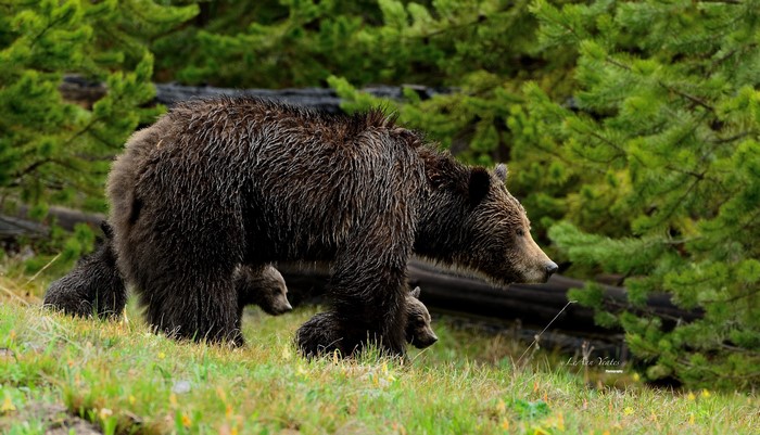 Mother Grizzly Bear with Cubs in Forest