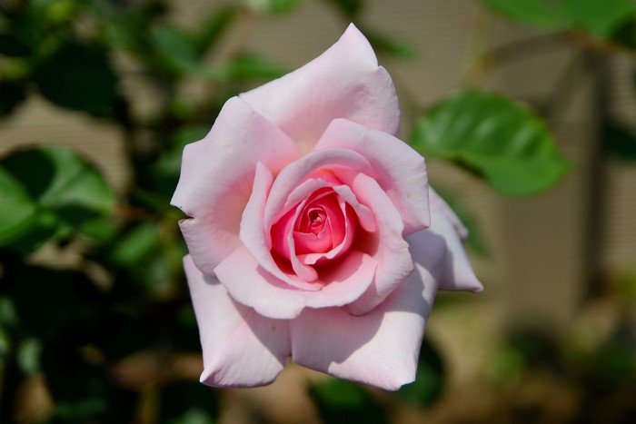 Close-up of a pink rose