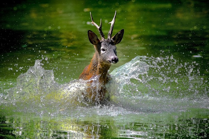Deer with antlers splashing in water