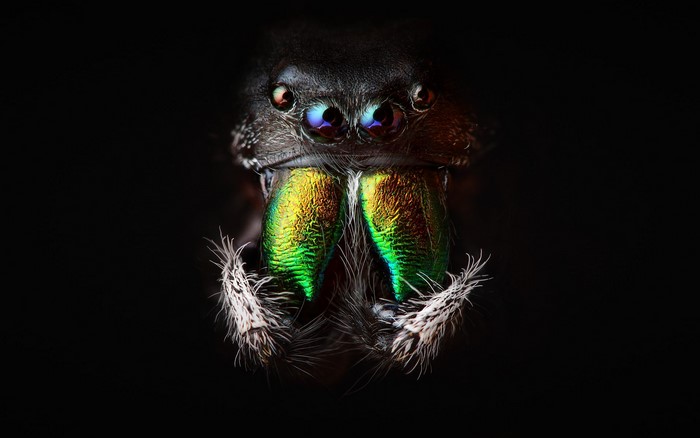 Macro shot of a jumping spider's face