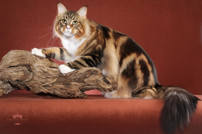 Fluffy Maine Coon Cat on Driftwood