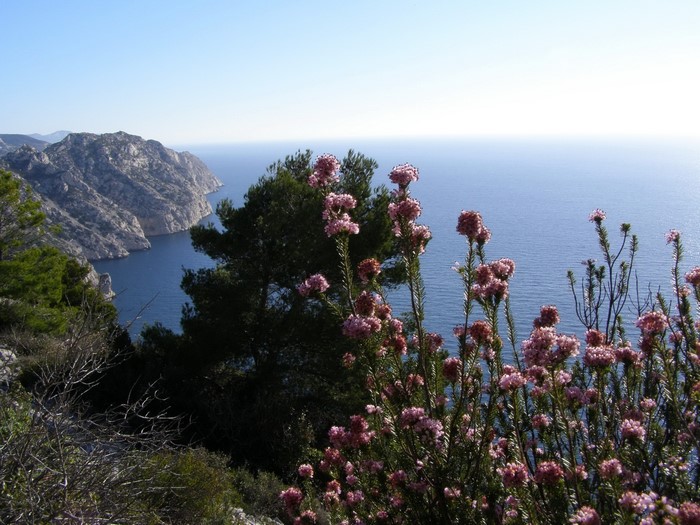 Pink flowers overlooking the sea in France