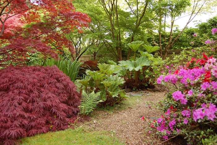 Japanese Maple and Azaleas in a Garden