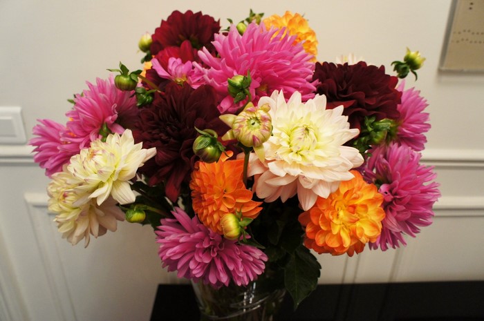 A colorful bouquet of dahlias in a vase