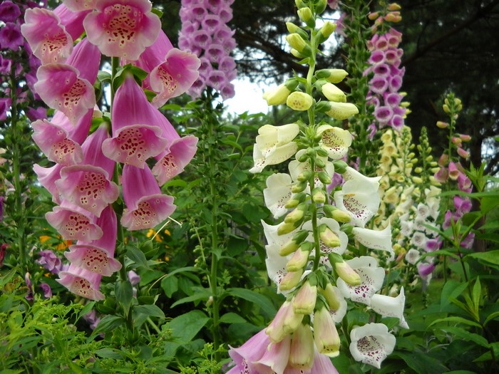 Foxglove flowers in a garden