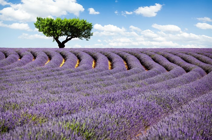 Lavender Field with a Tree