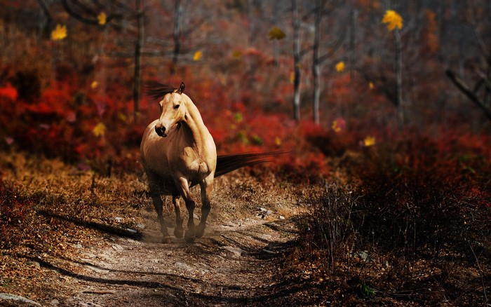 Horse running on a trail in autumn forest