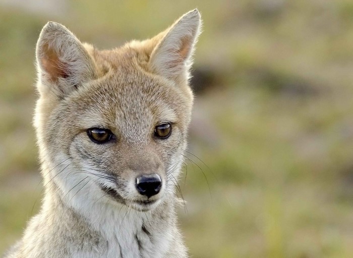 Golden Jackal looking to the side