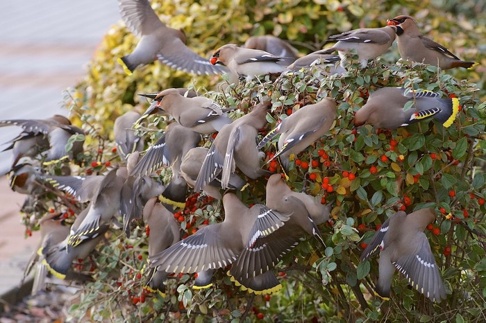 Many Bohemian Waxwings eating berries from a bush