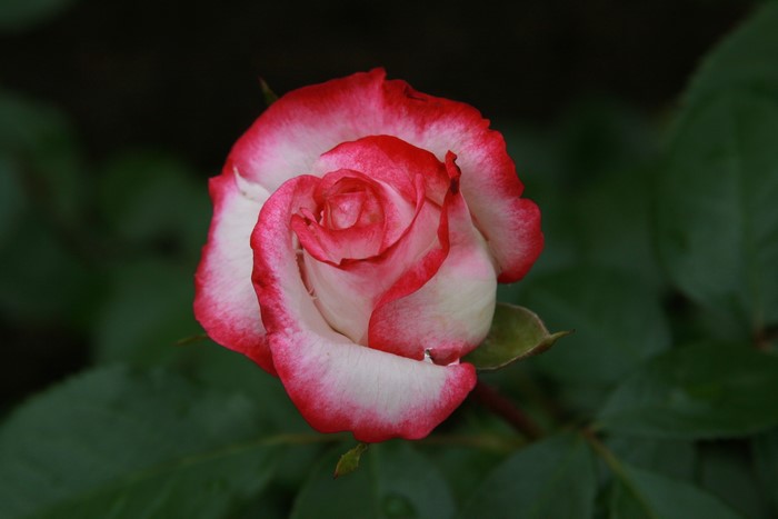 Closeup of a bicolor rose with red and white petals